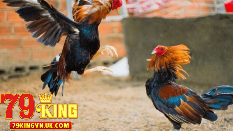 79king đá gà cựa dao